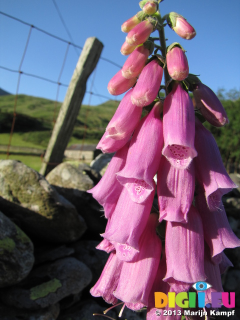 SX28802 Foxglove at stone wall